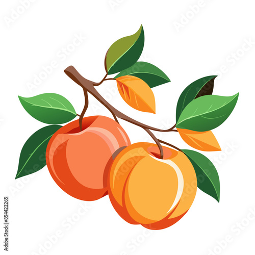 illustration of peaches on a branch