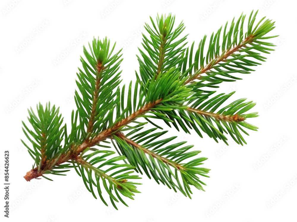 pine branch isolated on white. Png pine branch isolated on white. Png