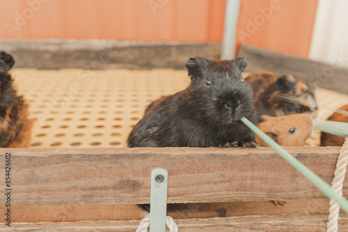 Photo of Guinea Pigs in the zoo photo