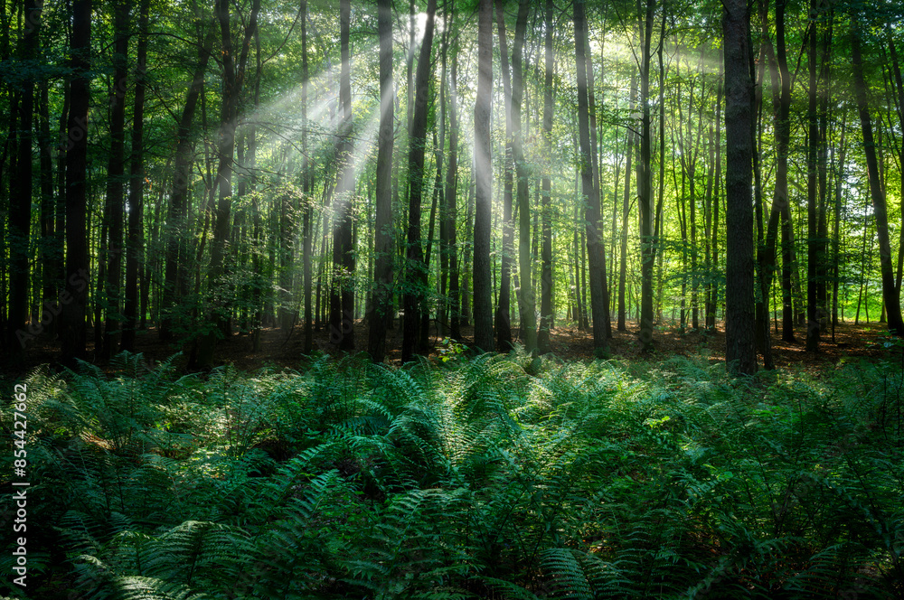 Naklejka premium Sunny morning in the forest