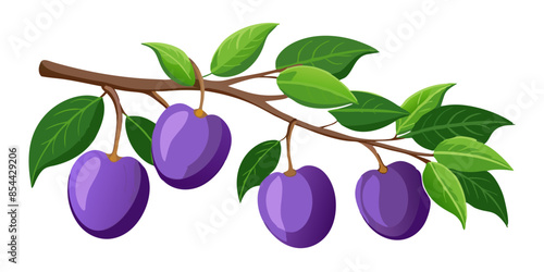illustration of plums on branch