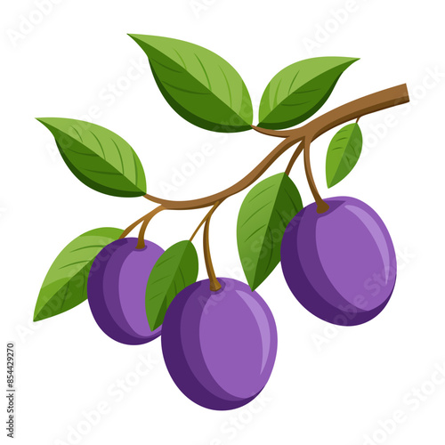 illustration of plums on branch