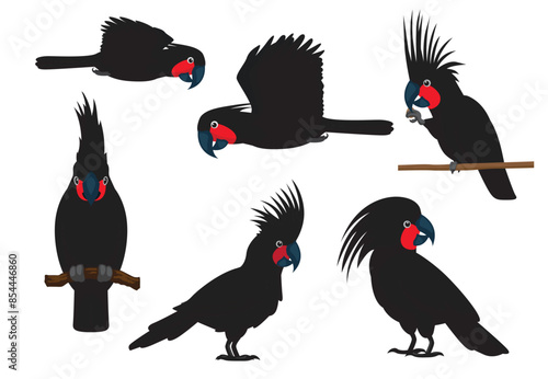 Bird Cockatoo Palm Black Parrot Poses Vector Illustration