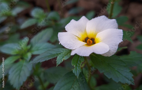 Blooming Turneta Subulata (Indonesian: Bunga Pukul Delapan).