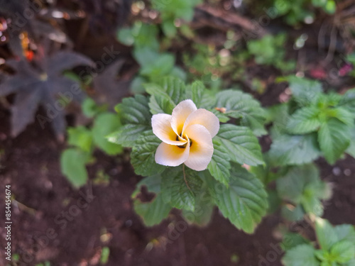 About to bloom Turneta Suburata (Indonesian: Bunga Pukul Delapan)