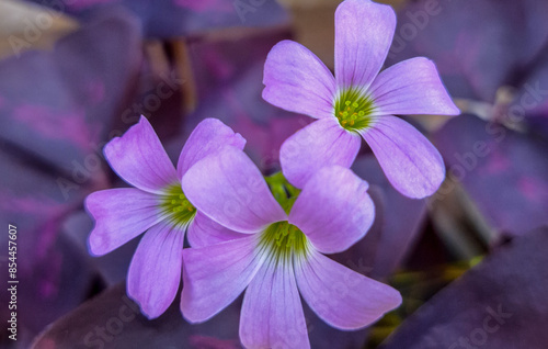 Beautiful pink-sorrel Oxalis Articulata flowers.