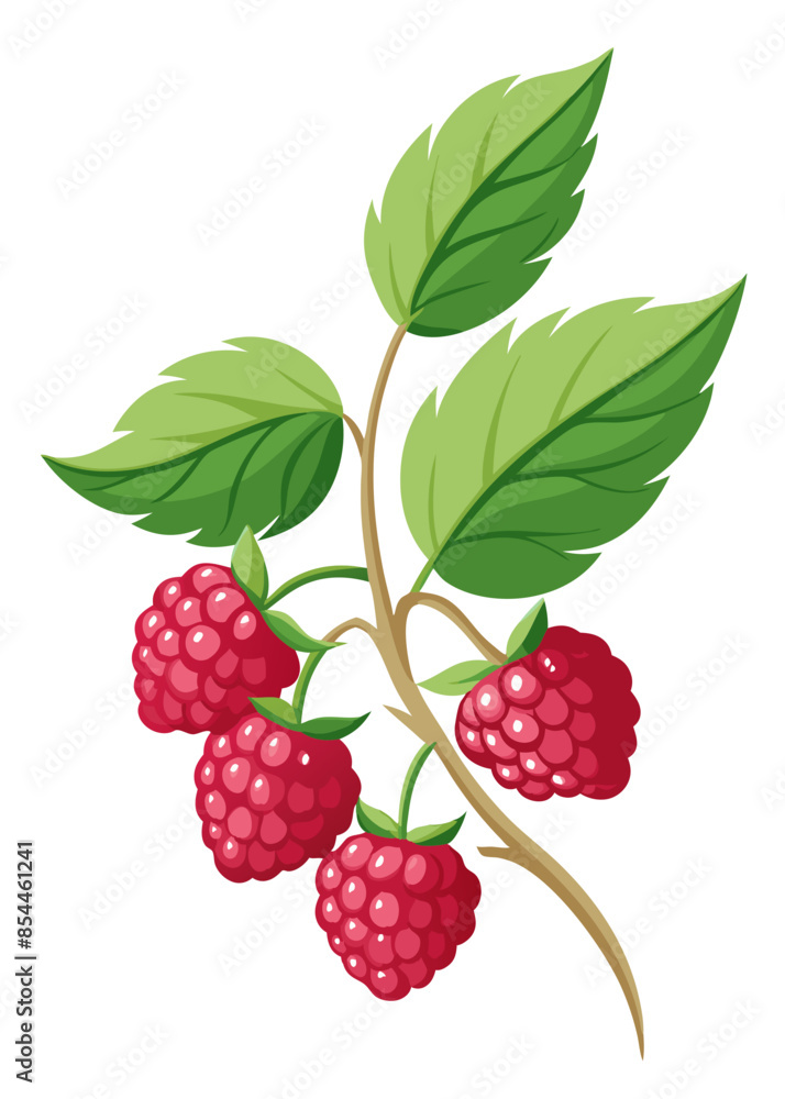 illustration of raspberries on a branch illustration of raspberries on a branch