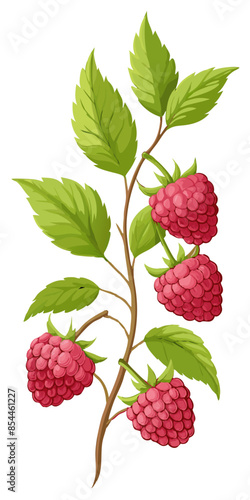 illustration of raspberries on a branch