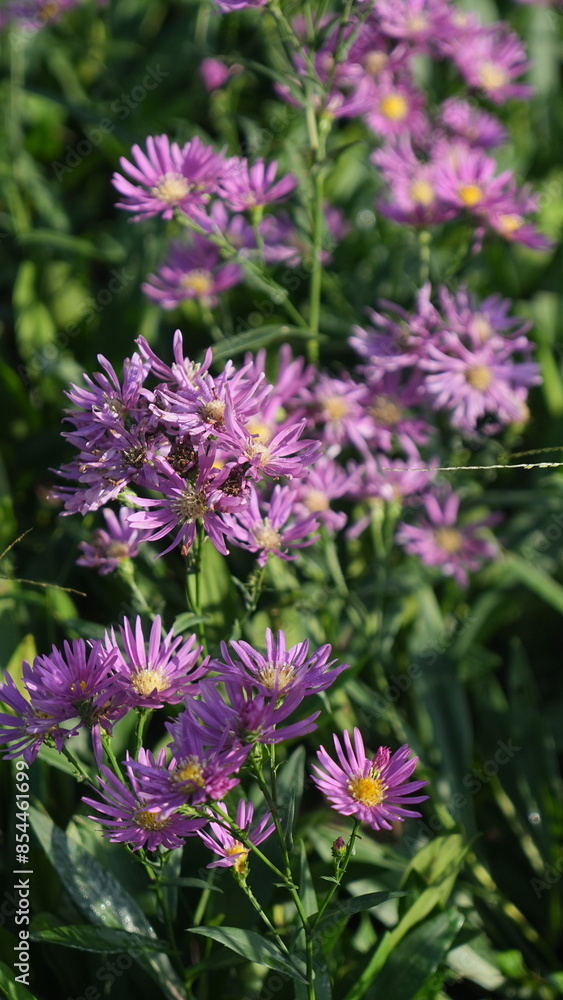 beautiful purple aster flower in the garden beautiful purple aster flower in the garden