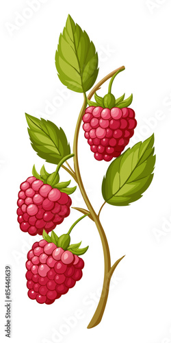 illustration of raspberry with leaves