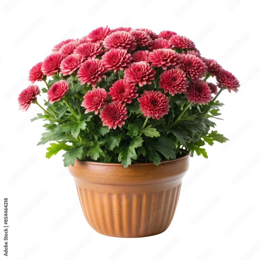Obraz premium beautiful mums plant isolated on transparent background