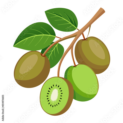 kiwi fruits on the branch