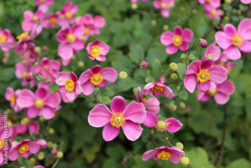 ピンクのシュウメイギクの花　横撮影