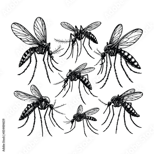 Vintage engraving isolated mosquito set ink sketch. black and white engrave isolated mosquito illustration