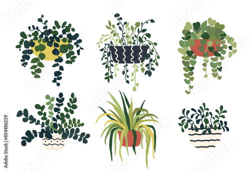 Set of hanging trailing house plant pot. Home interior flowerpots. Indoor various houseplants. Home office garden hanging plants. Vector illustration in flat style