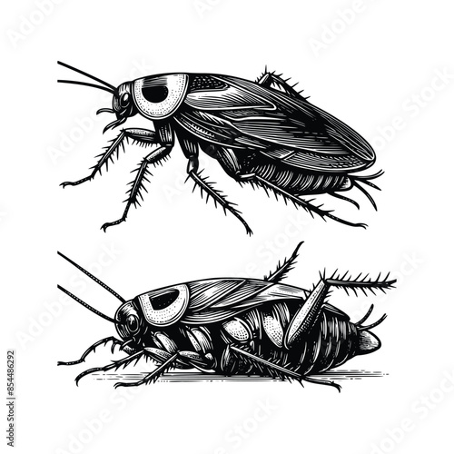 Vintage engraving isolated cockroach set ink sketch. black and white engrave isolated cockroach illustration