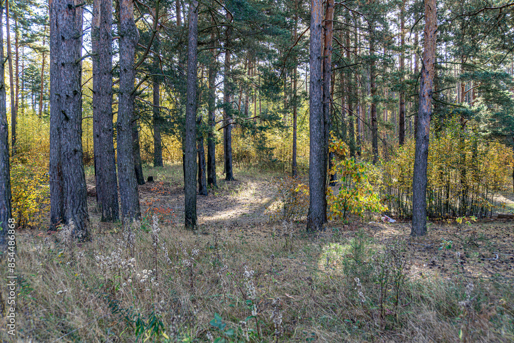Tall pine and small birch trees woodland. Small trees and bushes are growing in the autumn forest. Tall pine and small birch trees woodland. Small trees and bushes are growing in the autumn forest.