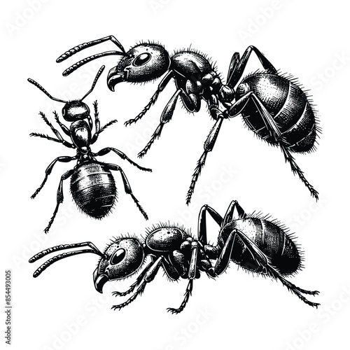 Vintage engraving isolated ant set ink sketch. black and white engrave isolated ant illustration