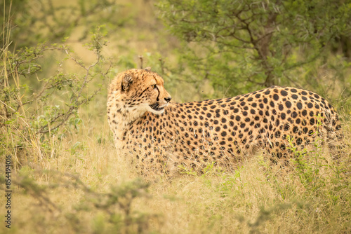 Canvas Print A cheetah with well defined black markings looking back to check where its mate is as it stalks through the grassy thornveld on the hunt for prey in a game reserve in South Africa