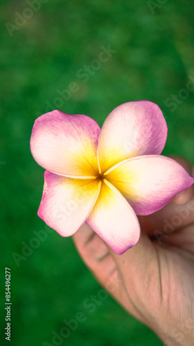 frangipani flower in hand