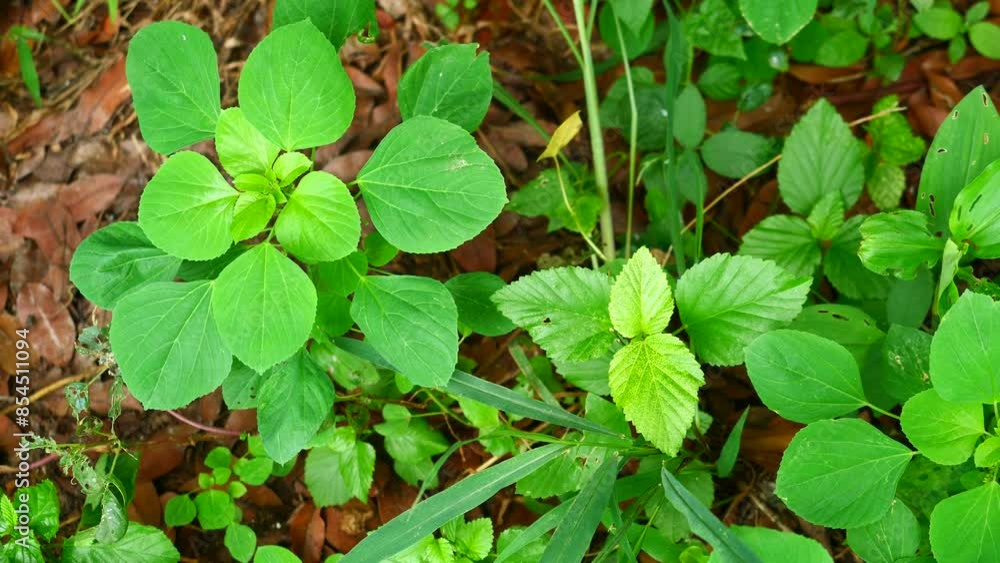 Indian nettle plant or Acalypha indica on dirt land, Green leaves of plants and herbs that cats love to eat and make kittens happy and drunk Indian nettle plant or Acalypha indica on dirt land, Green leaves of plants and herbs that cats love to eat and make kittens happy and drunk