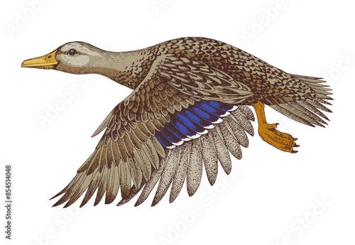 Mallard duck flying hand drawn vector
