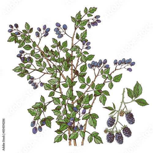 Blackberries bush and branch with ripe berries