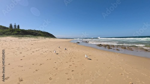 Seagulls on Nambucca Beach photo