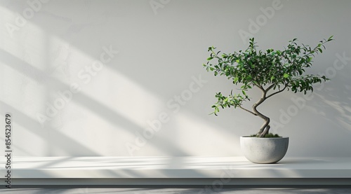 Minimalist Indoor Tree with Curved Trunk in White Ceramic Pot on Clean Surface with Sunlight and Shadows Against Light Wall Background