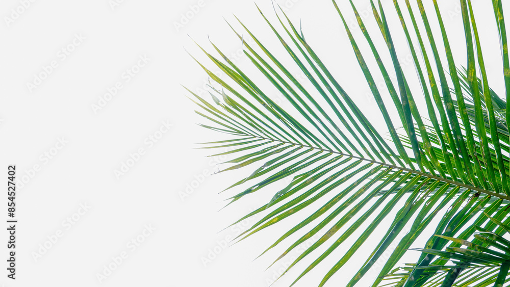 coconut tree leaves on the clear white sky background 05 coconut tree leaves on the clear white sky background 05