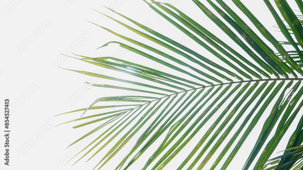 Fototapeta premium coconut tree leaves on the clear white sky background 04
