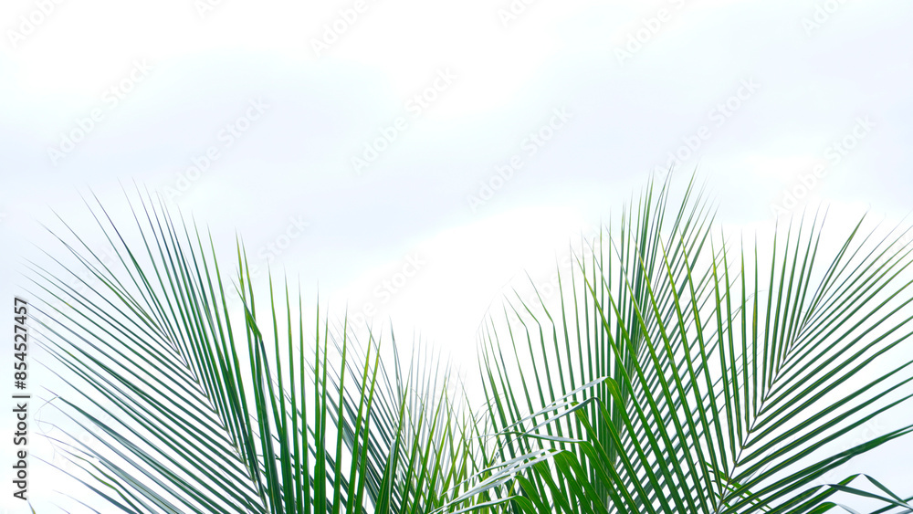 Fototapeta premium coconut tree leaves on the clear white sky background 10