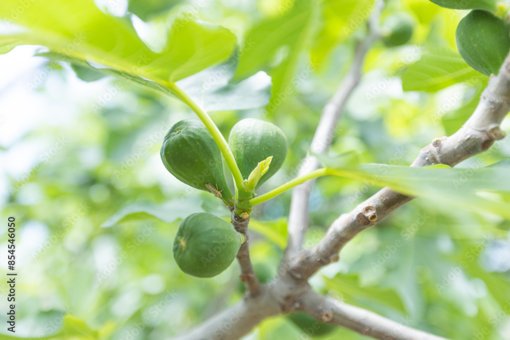 Fig Tree Branch Adorned With Small, Unripe Figs Amidst Lush Green Foliage Fig Tree Branch Adorned With Small, Unripe Figs Amidst Lush Green Foliage