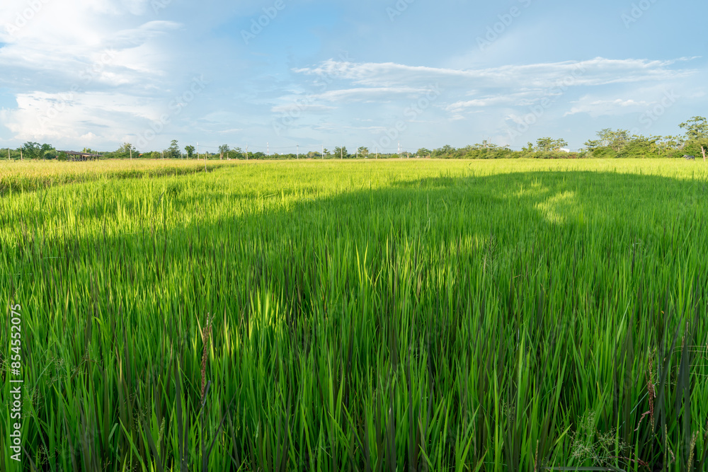 Fototapeta premium The rice fields are yellow with many rice plants in the rice planting season of the farmers. It looks very beautiful and shady and Fresh sky in
