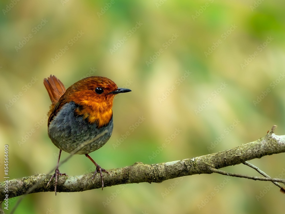 Fototapeta premium 森の中で枝に留まっているコマドリの雄