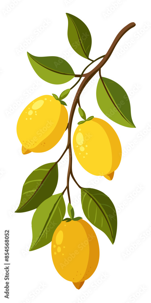 lemon on branch with leaves isolated on white lemon on branch with leaves isolated on white