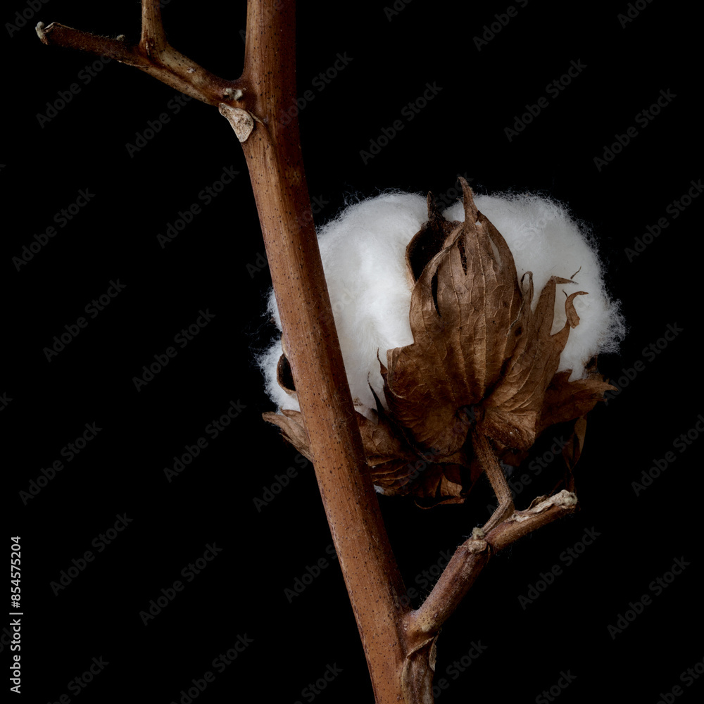 cotton flower growing on black background cotton flower growing on black background