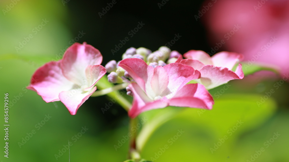 Hydrangea blooming season arrived
Hydrangea blooming season arrived