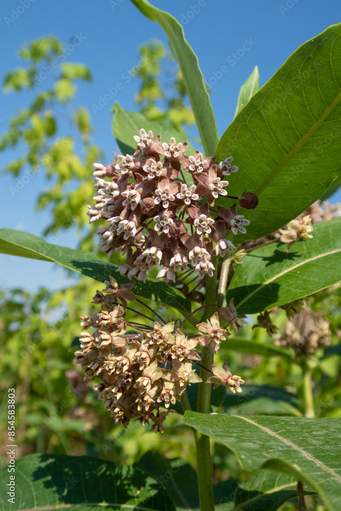 Asclepias syriaca Common Milkweed