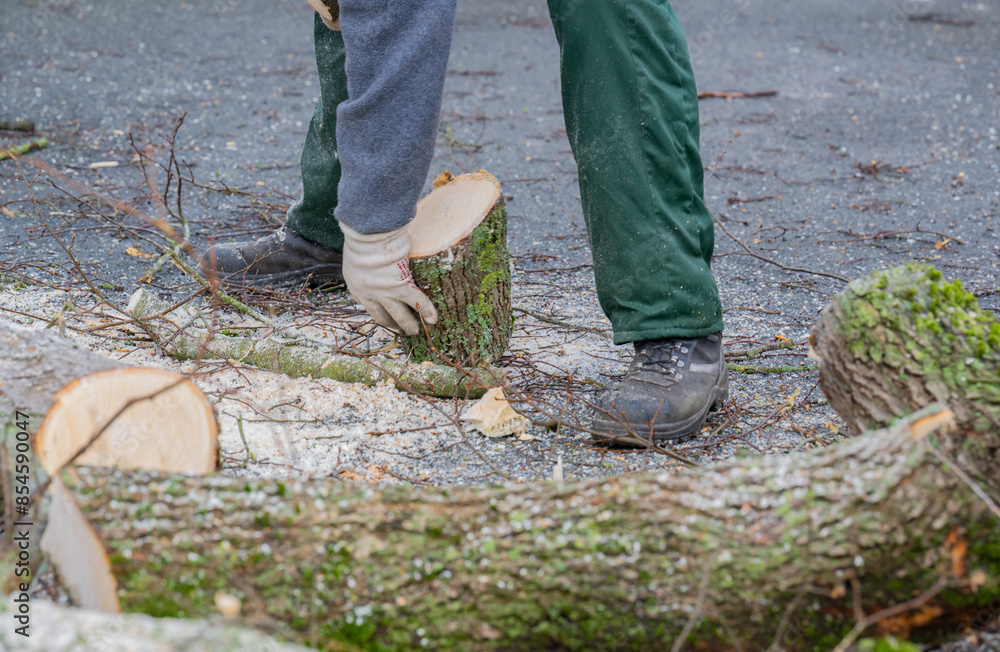 Fototapeta premium Baumarbeiten und Baumfällung an einem kranken Baum