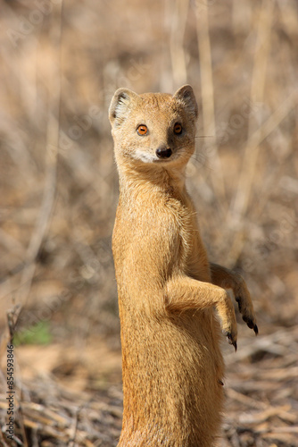 mongoose Kgalagadi Transfrontier Park one of the great parks of South Africa wildlife and hospitality in the Kalahari desert