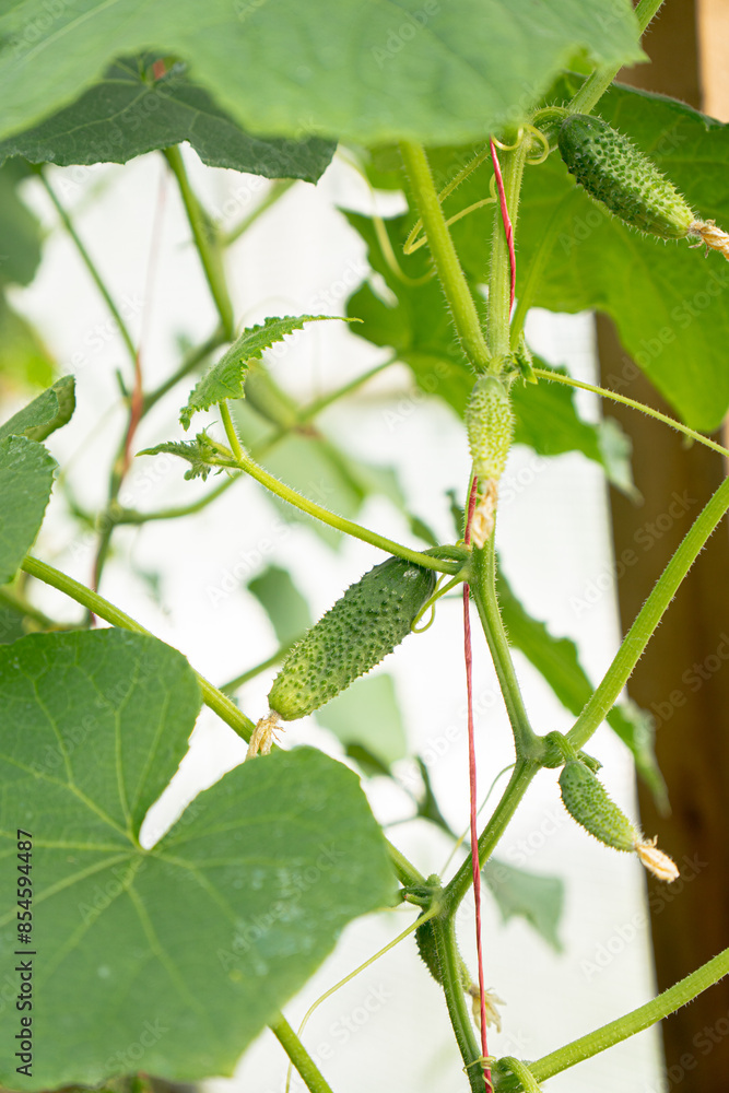 Naklejka premium Cucumber bush in a greenhouse