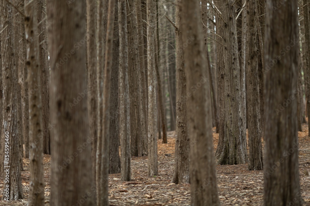 Obraz premium Old pine forest woods in Halfmoon Bay, California, United States of America.