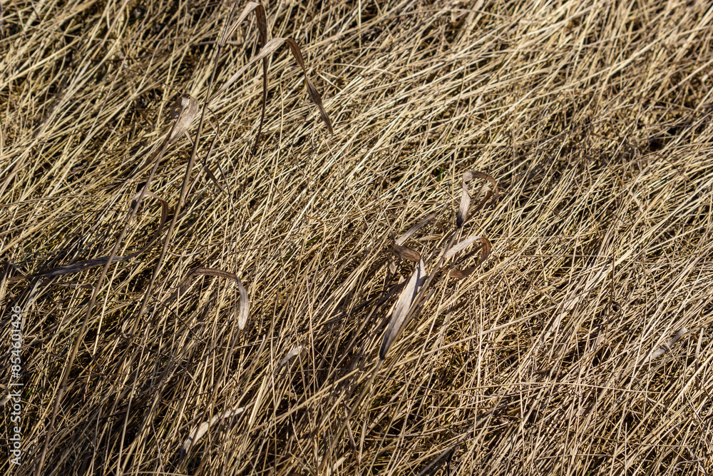 Naklejka premium texture of dry grass from top view