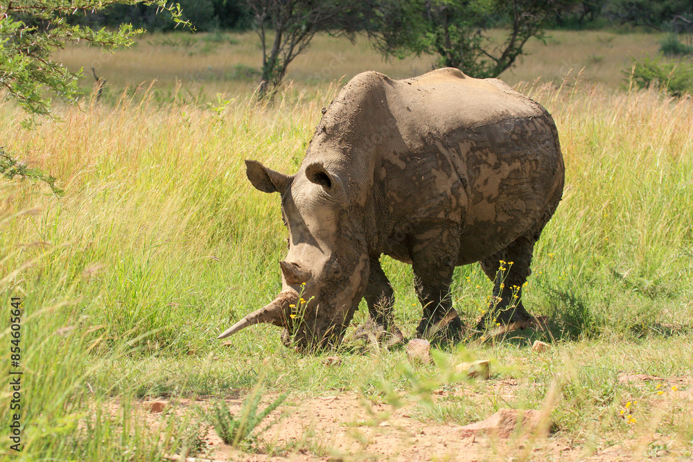 Obraz premium rino kgalagadi Transfrontier Park one of the great parks of South Africa wildlife and hospitality in the Kalahari desert