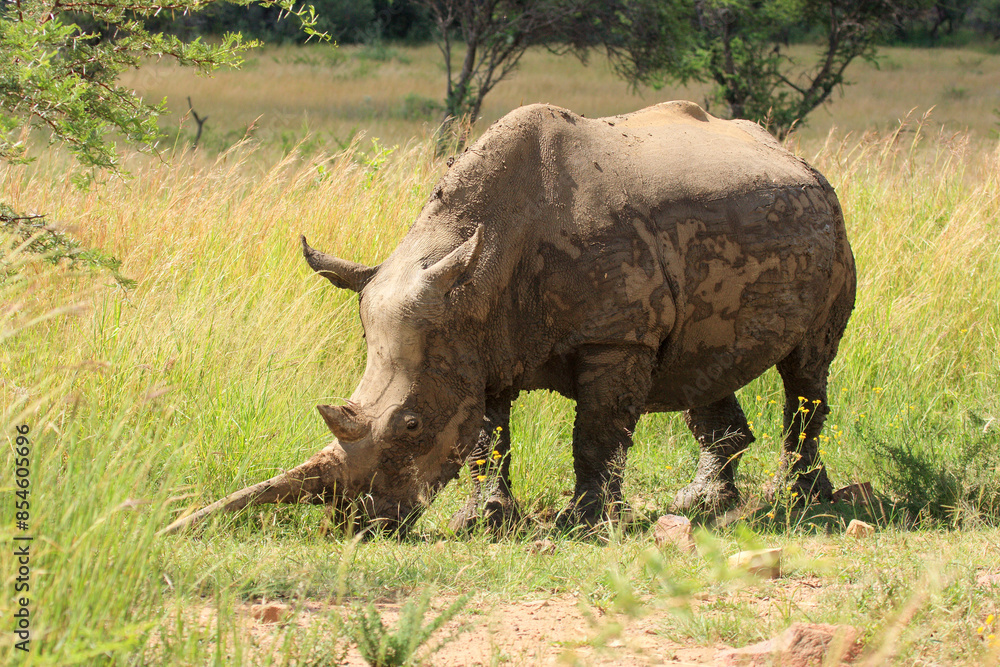 white rino Kgalagadi Transfrontier Park one of the great parks of South Africa wildlife and hospitality in the Kalahari desert white rino Kgalagadi Transfrontier Park one of the great parks of South Africa wildlife and hospitality in the Kalahari desert