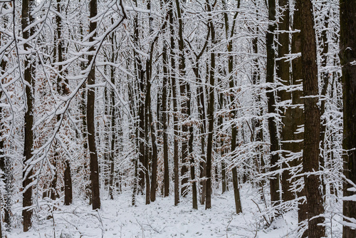 Temperate, deciduous forest with snow covered hornbeam Carpinus betulus trees photo