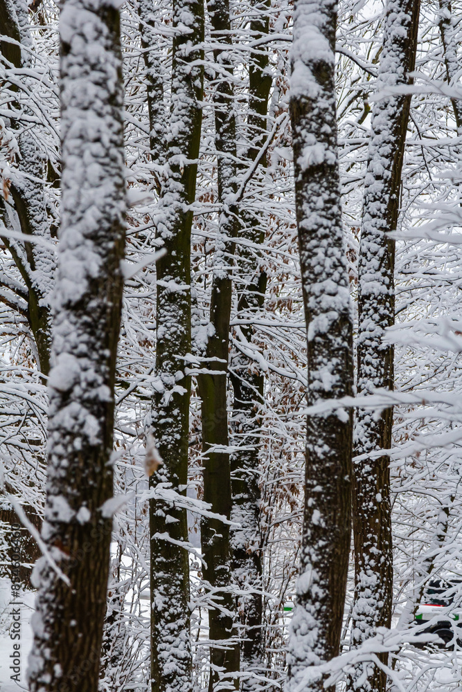 Fototapeta premium Temperate, deciduous forest with snow covered hornbeam Carpinus betulus trees