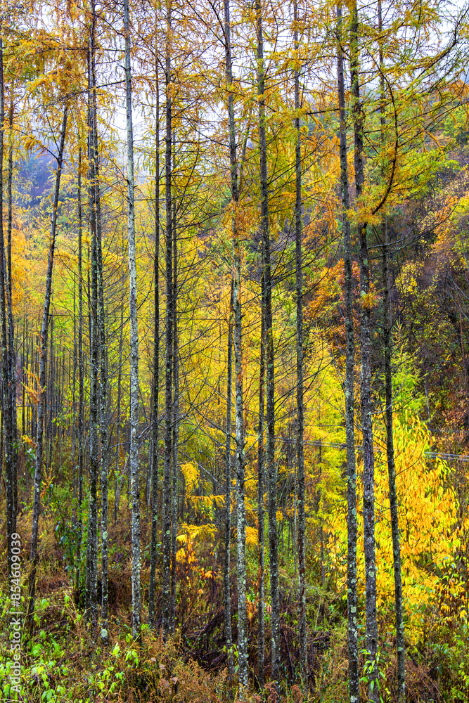 Autumn Red Leaf Scenery of Guangwu Mountain in Sichuan