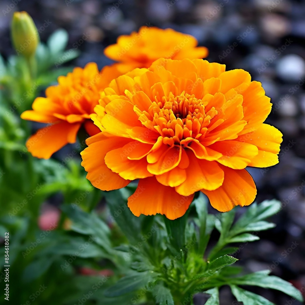 orange chrysanthemum flower orange chrysanthemum flower
